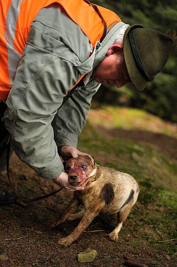 Erleichert nimmt der Jäger sein Zamperl wieder in die Arme. Wie es dem Dachs geht, ...