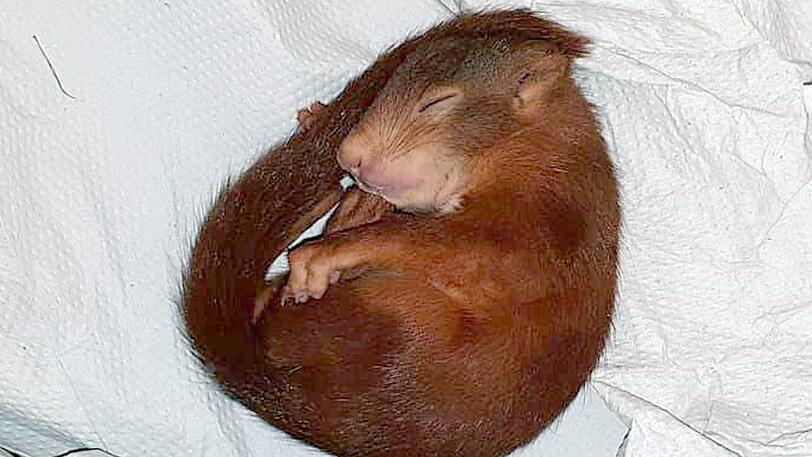 Die alarmierte Polizei hatte das Tier in Obhut genommen und "Karl-Friedrich" getauft, doch das vermeintliche Männchen ist nach Feststellung einer Tierärztin tatsächlich ein weibliches Hörnchen.