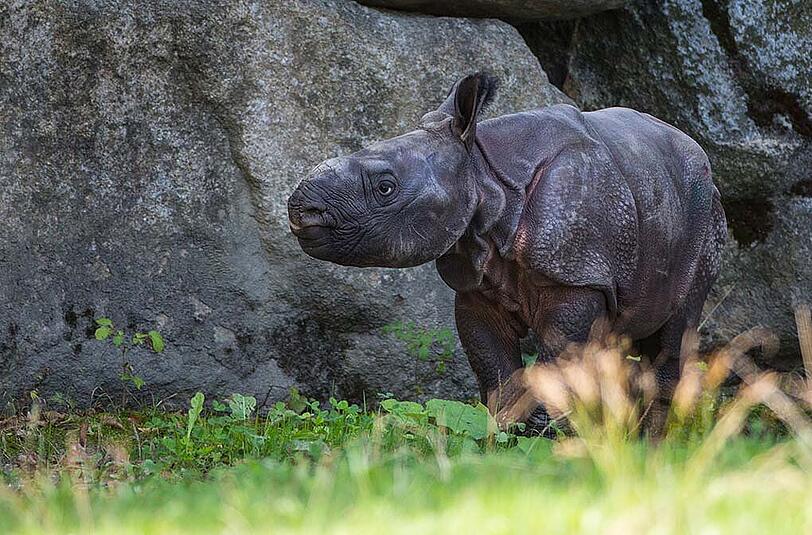 Das Nashorn-Baby aus dem Tierpark Hellabrunn heißt Puri.