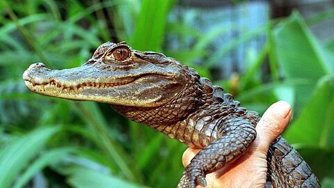 Sammy entkam an einem Badesee.