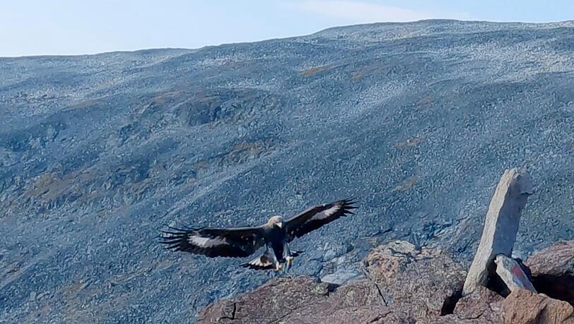 Ein Steinadler hat eine Drohne angegriffen und zum Absturz gebracht. (Symbolbild) Ein Steinadler hat eine Drohne angegriffen und zum Absturz gebracht. (Symbolbild)