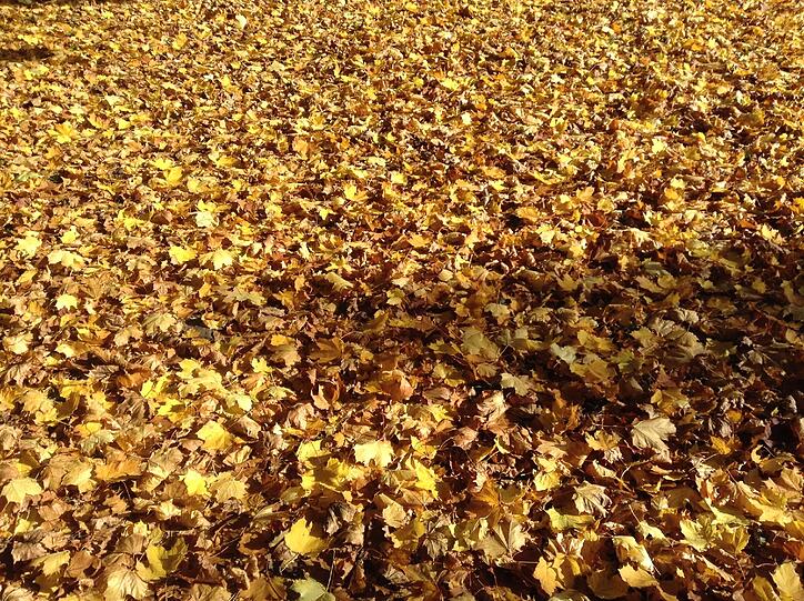 Goldener Oktober in Harlaching