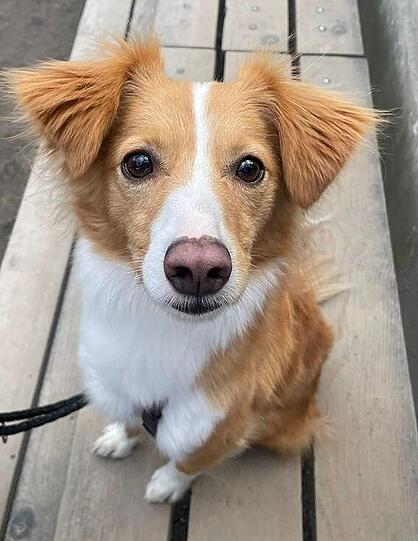 Cooper