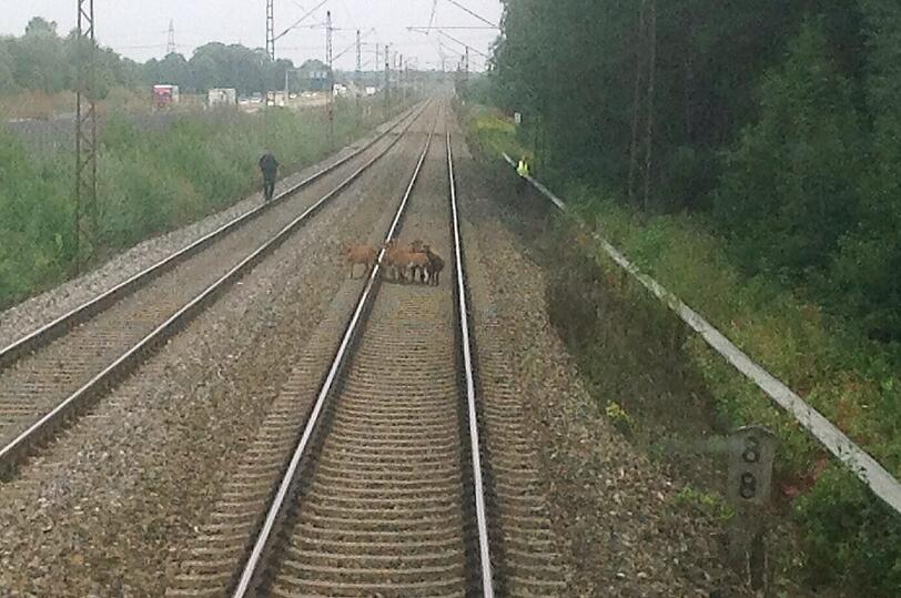Entflohene Kamerunschafe legten den Zugverkehr lahm.