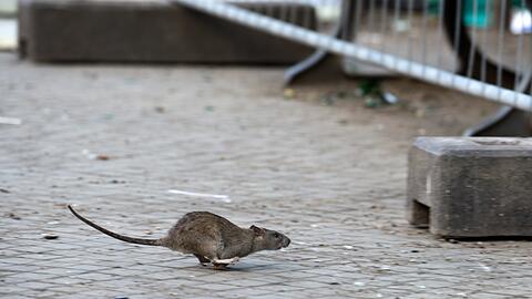 Die vielen Baustellen in der Stadt verschärfen das Ratten-Problem zusätzlich.