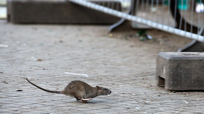 Die trockene Witterung machte es für Ratten in Bayern einfach, sich auszubreiten.