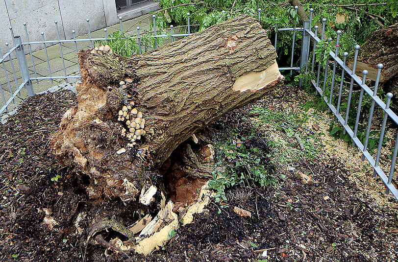 Dieser Baum vor dem Haus Clemensstraße 1 wurde entwurzelt und beschädigte Autos.