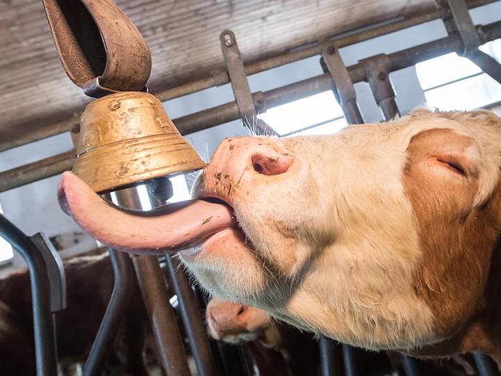 Ein Ehepaar in Oberbayern fühlt sich von Kuhglocken gestört und will eine Ende des Gebimmels erstreiten.