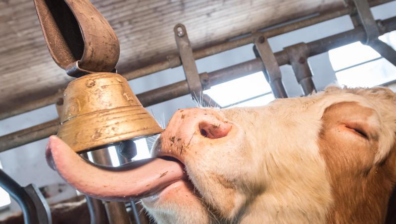 Ein Ehepaar in Oberbayern fühlt sich von Kuhglocken gestört und will eine Ende des Gebimmels erstreiten. Ein Ehepaar in Oberbayern fühlt sich von Kuhglocken gestört und will eine Ende des Gebimmels erstreiten.