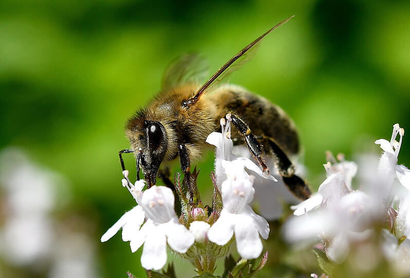 Aktuell datet Mörtel sein "Bienchen"...