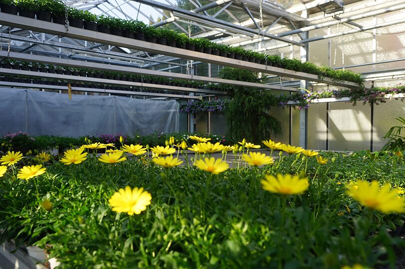 Ein einsames Blumenmeer: Eigentlich wäre jetzt die starke Verkaufszeit. Doch Blumen dürfen in der Gärtnerei nicht verkauft werden.
