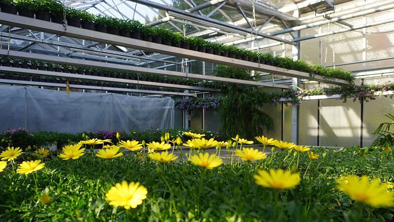 Ein einsames Blumenmeer: Eigentlich wäre jetzt die starke Verkaufszeit. Doch Blumen dürfen in der Gärtnerei nicht verkauft werden. Ein einsames Blumenmeer: Eigentlich wäre jetzt die starke Verkaufszeit. Doch Blumen dürfen in der Gärtnerei nicht verkauft werden.
