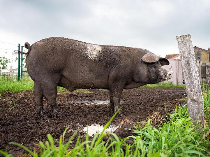 Sattelschwein Bobbyauf dem Bioland Hof Sonnenschein.