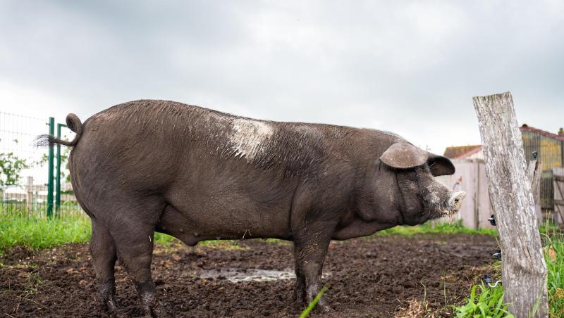Sattelschwein Bobbyauf dem Bioland Hof Sonnenschein. Sattelschwein Bobbyauf dem Bioland Hof Sonnenschein.