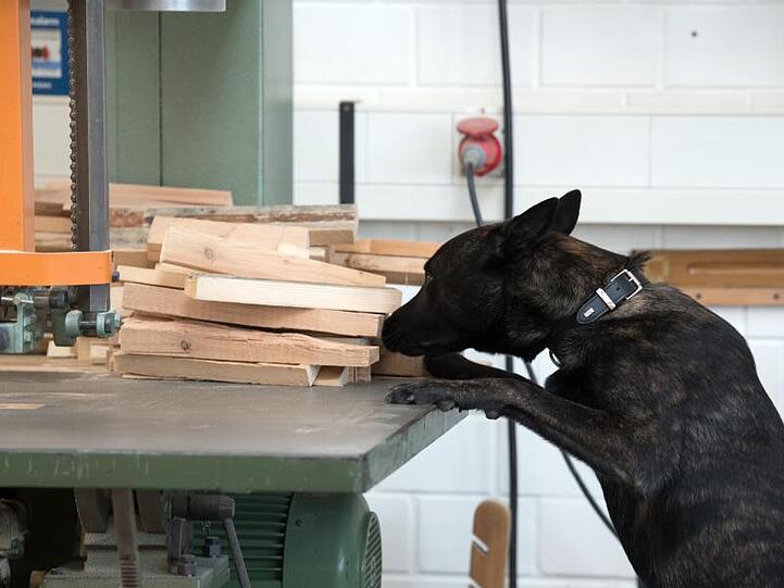 Auch im Knast ist es kein Problem, an Drogen zu kommen: Ein Spürhund in einer Werkhalle der Justizvollzugsanstalt in Köln.