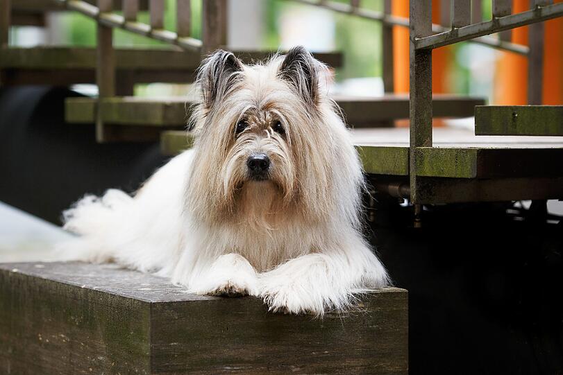 So sehen die Hunde die schönen Ecken Münchens.