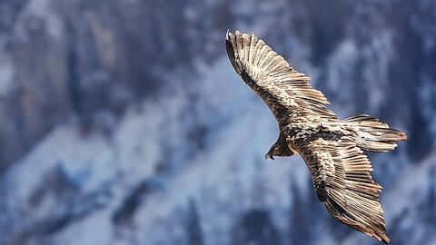 Der Bartgeier Nepomuk am Jenner.