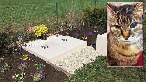 Kater Felix wurde 20 Jahre alt. Seit August 2017 liegt er auf dem Friedhof "Letzte Ruhe".
