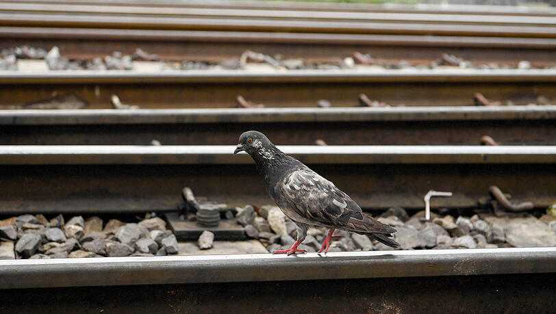 Tauben gelten als herrenlos und können deswegen nur schwer gerettet werden. (Symbolbild)
