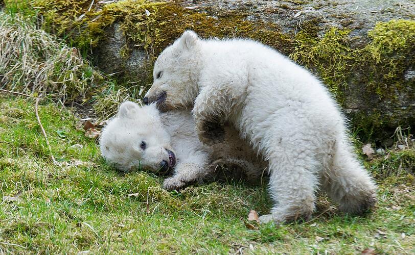 Ältere Bilder der Eisbären-Zwillinge!