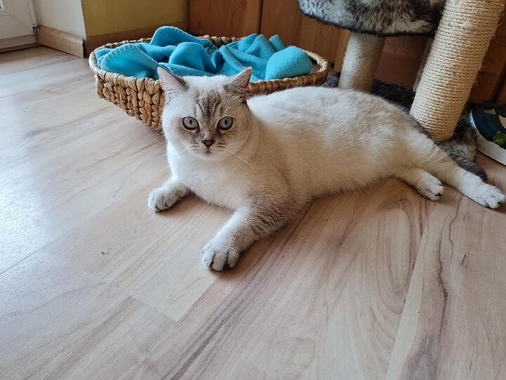 Aelitta