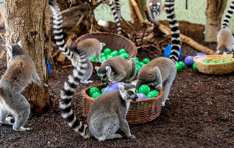 Kattas sind ausschließlich am Tag aktiv - den Morgen beginnen sie am liebsten mit einem ausgiebigen Sonnenbad.