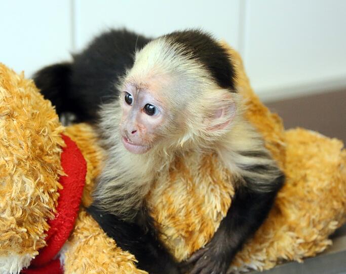 So süß: Der Affe "Mally" von Justin Bieber wartet im Tierheim