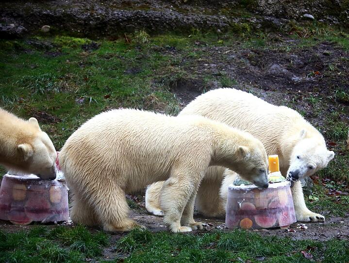 Zwei Jahre lang waren die Eisbären-Zwillinge der Publikumsmagnet im Tierpark. Hier einige Archivbilder.
