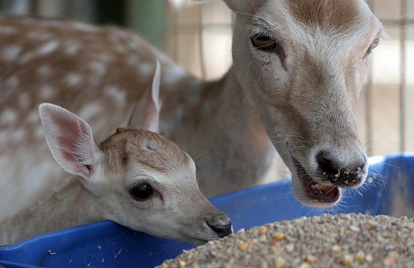 Für dieses Damhirsch-Baby kam die Hilfe der Österreicher zu spät. Es starb vor wenigen Tagen an den Folgen einer Wundinfektion.