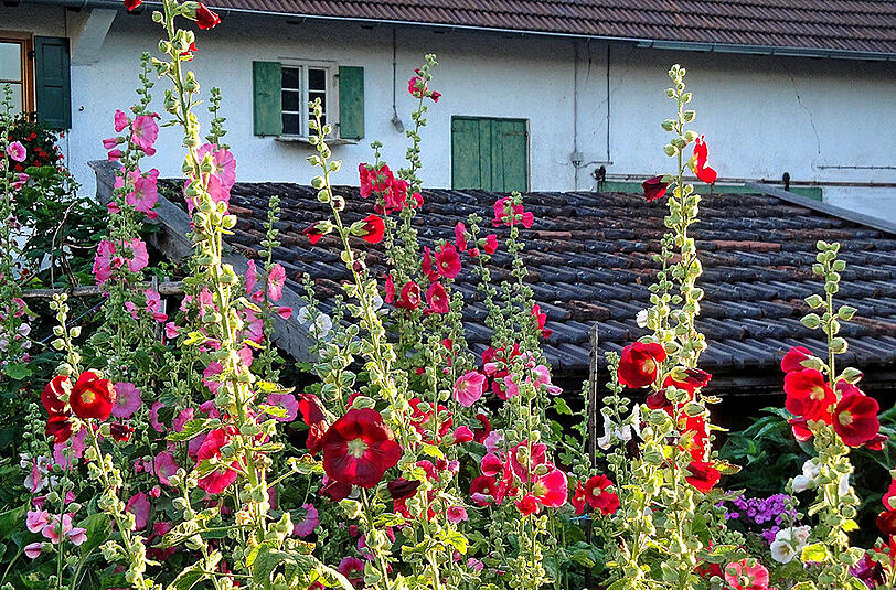 Peter Fischer fotografierte ein Spalier farbenprächtiger Stockrosen in einem Unterbrunner Bauerngarten.