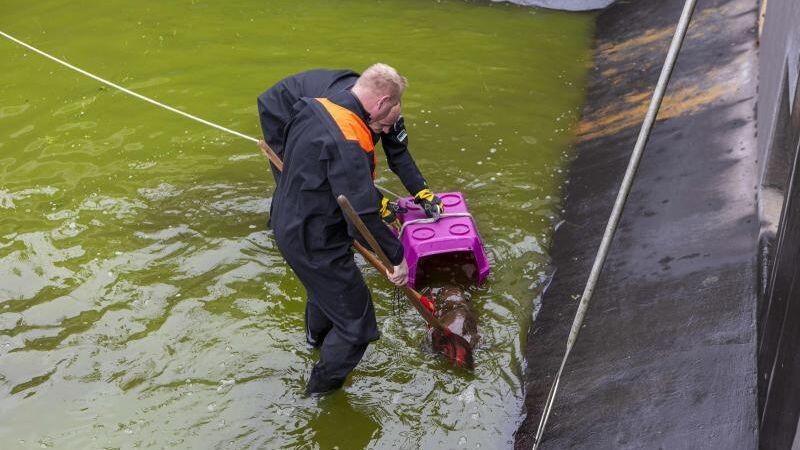 Feuerwehrleute retten einen Biber aus einem Becken einer Kläranlage. Foto: -/Berufsfeuerwehr Fürth/dpa