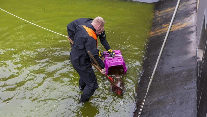 Feuerwehrleute retten einen Biber aus einem Becken einer Kläranlage. Foto: -/Berufsfeuerwehr Fürth/dpa Feuerwehrleute retten einen Biber aus einem Becken einer Kläranlage. Foto: -/Berufsfeuerwehr Fürth/dpa