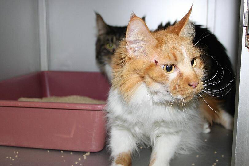 Das Katzenmädchen hat eine Verletzung am rechten Auge und muss behandelt werden. Auch sie ist weder gechipt noch tätowiert.