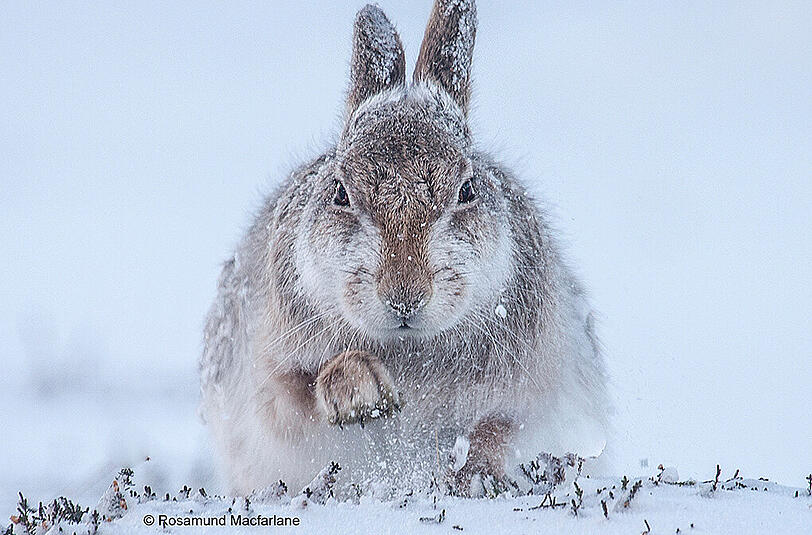 Für das Foto "Schneehase" lag die Britin Rosamund Macfarlane mehrere Stunden bei strenger Kälte auf der Lauer &ndash; bis das Tier endlich anfing, im Schnee nach Futter zu graben. Genau diesen Moment wollte sie im Bild festhalten.