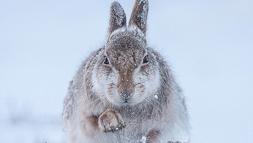 Für das Foto "Schneehase" lag die Britin Rosamund Macfarlane mehrere Stunden bei strenger Kälte auf der Lauer – bis das Tier endlich anfing, im Schnee nach Futter zu graben. Genau diesen Moment wollte sie im Bild festhalten. Für das Foto "Schneehase" lag die Britin Rosamund Macfarlane mehrere Stunden bei strenger Kälte auf der Lauer – bis das Tier endlich anfing, im Schnee nach Futter zu graben. Genau diesen Moment wollte sie im Bild festhalten.