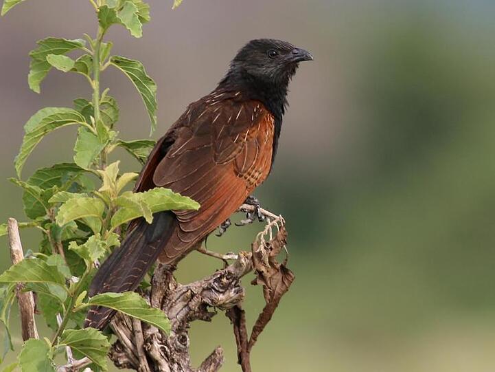 Ein männlicher Grillkuckuck sitzt auf einem Ast. Foto: Wolfgang Goymann/Max-Planck-Institut für Ornithologie/dpa