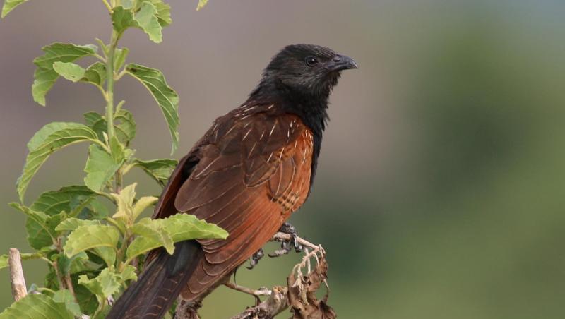 Ein männlicher Grillkuckuck sitzt auf einem Ast. Foto: Wolfgang Goymann/Max-Planck-Institut für Ornithologie/dpa Ein männlicher Grillkuckuck sitzt auf einem Ast. Foto: Wolfgang Goymann/Max-Planck-Institut für Ornithologie/dpa