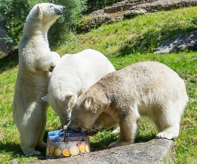 Juli 2015: Gegen die Hitze gibt es für die Eisbären Giovanna, Nela und Nobby Eistorte.