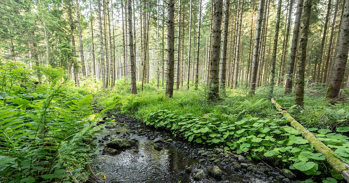 Untersuchung-Bayerns-B-che-leiden-oft-unter-Pestiziden