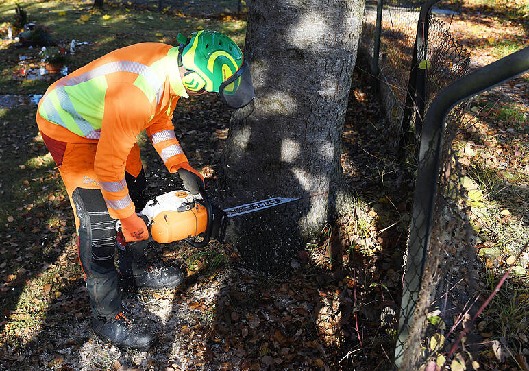 Zuvor musste der Baum jedoch erstmal gefällt werdne.