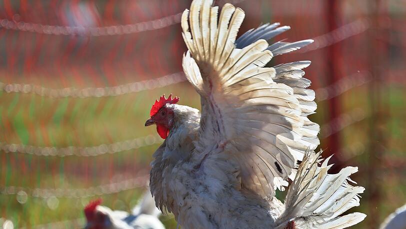 Sechs H&uuml;hner wurden in Regensburg auf einem Parkplatz zur&uuml;ckgelassen. (Symbolbild)
