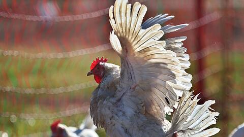 Sechs H&uuml;hner wurden in Regensburg auf einem Parkplatz zur&uuml;ckgelassen. (Symbolbild)