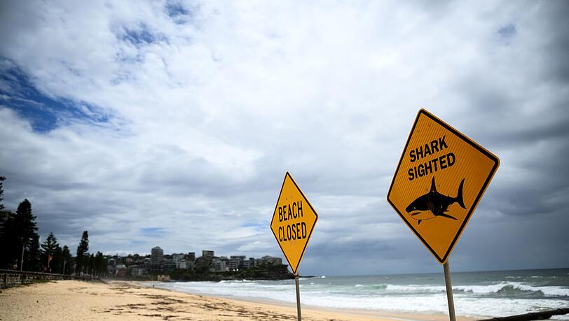 In den vergangenen Tagen wurden immer wieder Haie gesichtet - auch vor dem ber&uuml;hmten Bondi Beach. (Symbolbild)