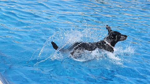 Hundebadetage im Dante- und Ungererbad: Vor der Saison-Schließung dürfen Hundehalter mit ihren Tieren ins Wasser.