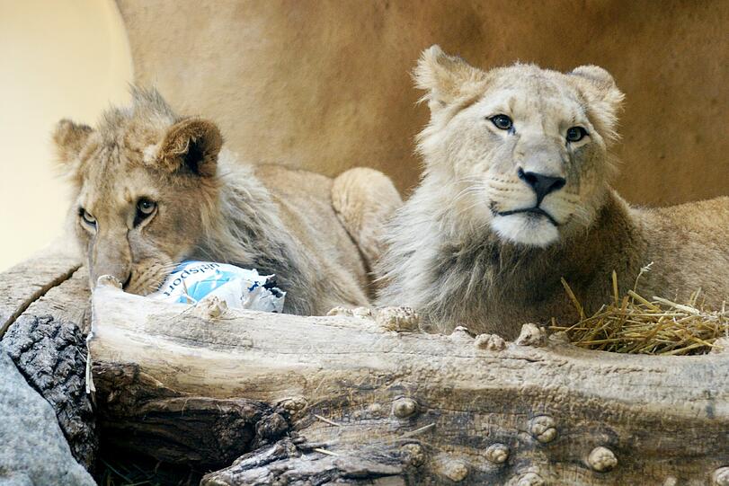 Zwei einjährige Löwenjungs wohnen seit einigen Tagen im Tierpark Hellabrunn. Und der TSV 1860 hat für sie eine Patenschaft übernommen. Klicken Sie durch die besten Aufnahmen von den verspielten Tieren!