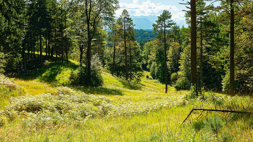 Der Südhang der Aidlinger Höhe.