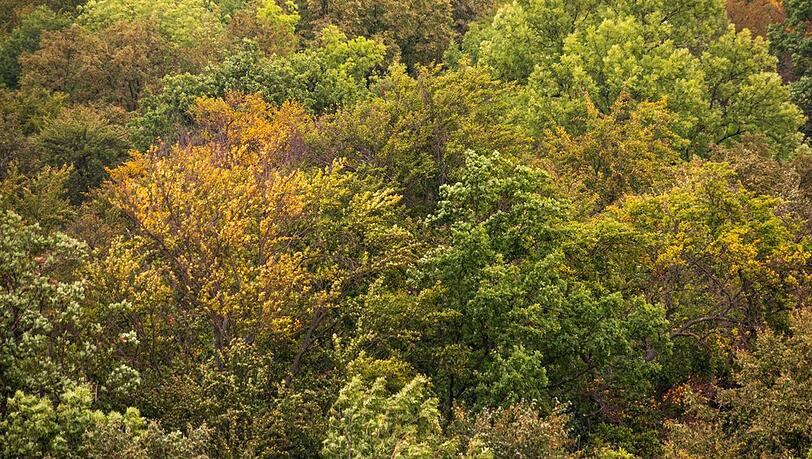 Gr&uuml;n, so weit das Auge reicht, im Nationalpark Hainich.