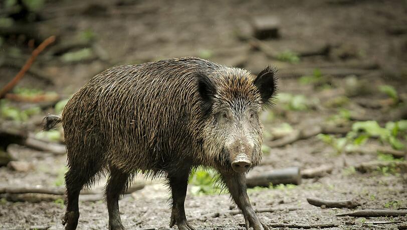 Das Wildschwein hat bislang nichts besch&auml;digt auf dem Friedhof. (Symbolbild)