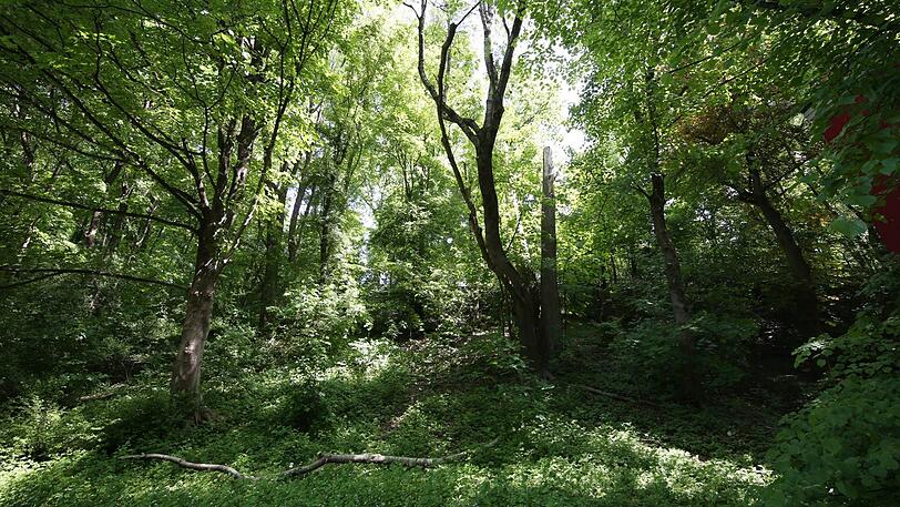 Fast schon ein kleiner Urwald: der Hang zur Hochstraße.
