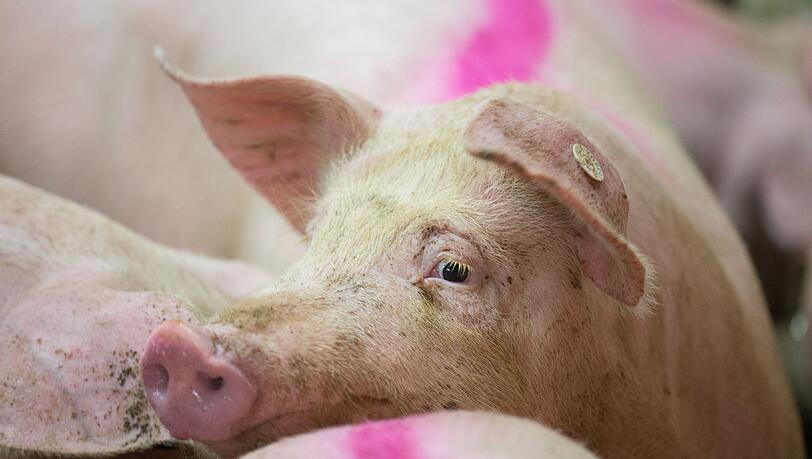 Ein Schweinemastbetrieb im Unterallgäu steht wegen Tierwohlgefährdung am Pranger. (Symbolbild)